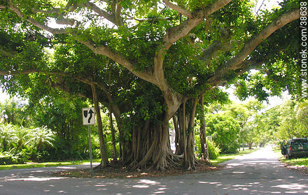 Banyan, el árbol. - Estado de Florida - EE.UU.-CANADÁ. Foto No. 38638