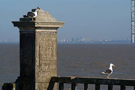 Montevideo desde la Isla de Flores. Gaviota. -  - URUGUAY. Foto No. 38749