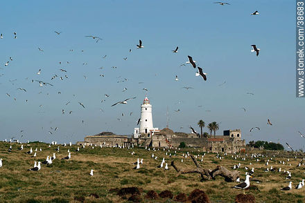 Isla de Flores seagulls and lighthouse. -  - URUGUAY. Photo #38683