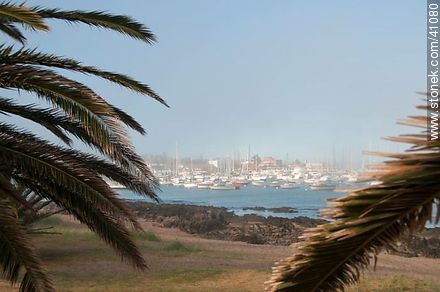 Vista del puerto entre las palmeras y la niebla - Punta del Este y balnearios cercanos - URUGUAY. Foto No. 41080