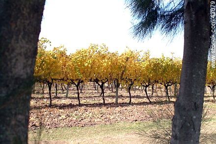 Vineyard in autumn - Department of Canelones - URUGUAY. Photo #43079