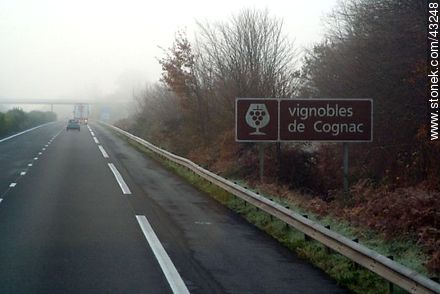 Cognac vineyards in winter - Region of Midi-Pyrénées - FRANCE. Photo #43248