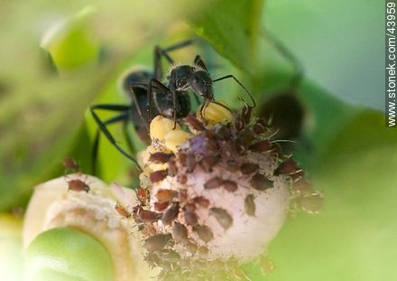 Black ants raising aphids on lemon blossom - Fauna - MORE IMAGES. Photo #43959