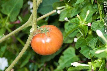 Tomate - Flora - IMÁGENES VARIAS. Foto No. 43921