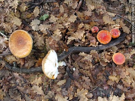 Amanita muscaria - Flora - IMÁGENES VARIAS. Foto No. 44302