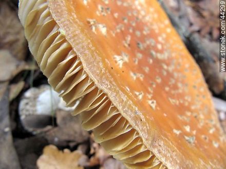 Amanita muscaria - Flora - MORE IMAGES. Photo #44299