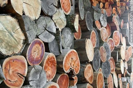 Wood logs - Department of Florida - URUGUAY. Photo #44785