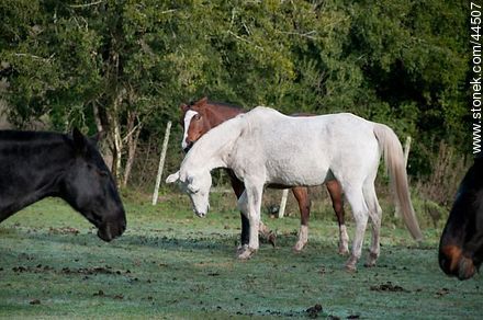 Playing horses - Fauna - MORE IMAGES. Photo #44507