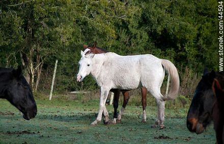 Playing horses - Fauna - MORE IMAGES. Photo #44504