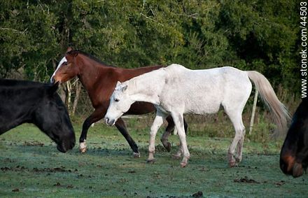 Juego de caballos - Fauna - IMÁGENES VARIAS. Foto No. 44503