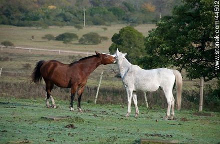 Juego de caballos - Fauna - IMÁGENES VARIAS. Foto No. 44502