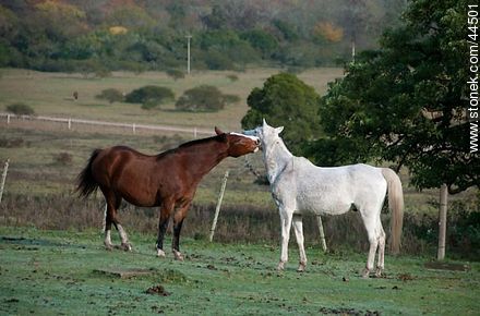 Playing horses - Fauna - MORE IMAGES. Photo #44501