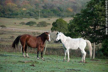 Playing horses - Fauna - MORE IMAGES. Photo #44498