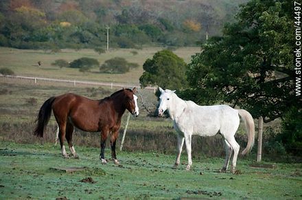 Playing horses - Fauna - MORE IMAGES. Photo #44497