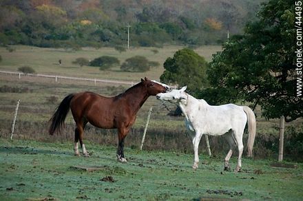 Playing horses - Fauna - MORE IMAGES. Photo #44495