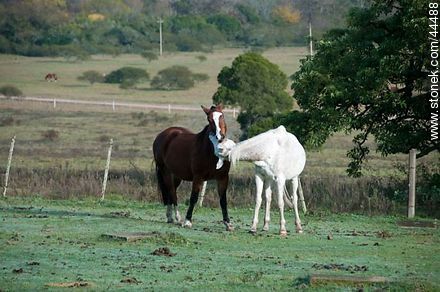 Playing horses - Fauna - MORE IMAGES. Photo #44488