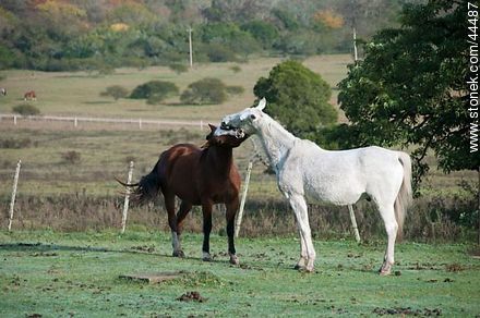 Playing horses - Fauna - MORE IMAGES. Photo #44487