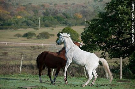 Juego de caballos - Fauna - IMÁGENES VARIAS. Foto No. 44483