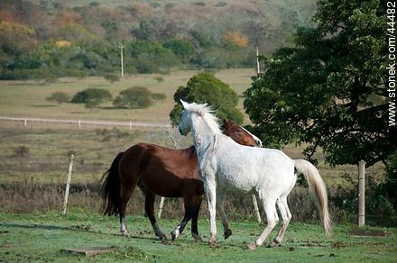 Juego de caballos - Fauna - IMÁGENES VARIAS. Foto No. 44482