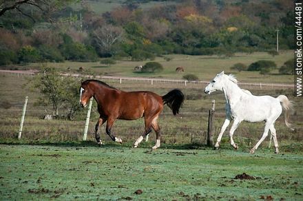 Juego de caballos - Fauna - IMÁGENES VARIAS. Foto No. 44481