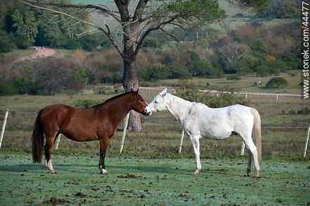 Playing horses - Fauna - MORE IMAGES. Photo #44477