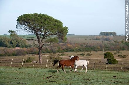 Playing horses - Fauna - MORE IMAGES. Photo #44475