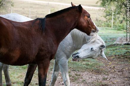 Horses playing - Fauna - MORE IMAGES. Photo #44395