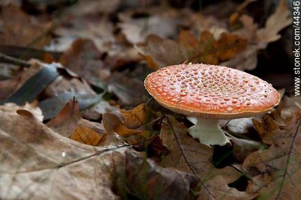 Amanita muscaria - Flora - MORE IMAGES. Photo #44346