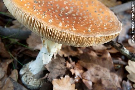 Amanita muscaria - Flora - MORE IMAGES. Photo #44353