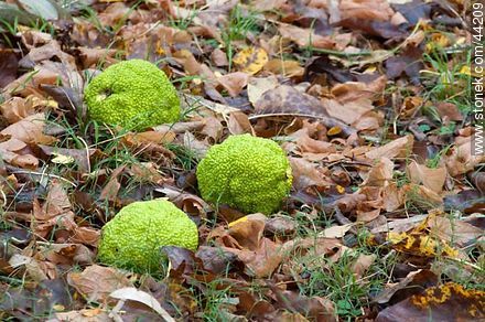 Maclura pomifera - Department of Florida - URUGUAY. Photo #44209