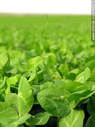 White clover grassland - Flora - MORE IMAGES. Photo #45273