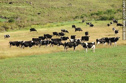 Cattle grazing in the field - Fauna - MORE IMAGES. Photo #45440
