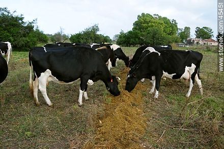 Vacas comiendo ración - Fauna - IMÁGENES VARIAS. Foto No. 45451