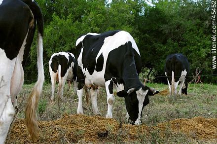 Vacas comiendo ración - Fauna - IMÁGENES VARIAS. Foto No. 45452