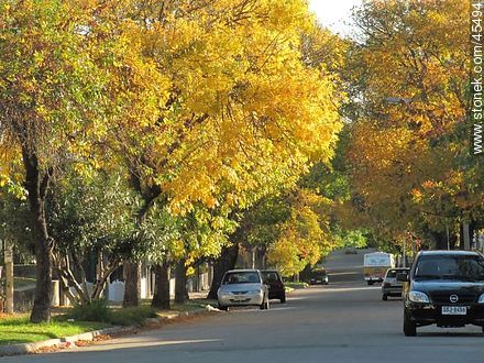 Autumn evening in Buceo - Department of Montevideo - URUGUAY. Photo #45494