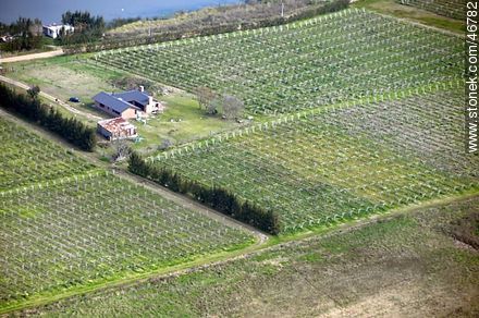 Toledo vineyards from the air. - Department of Canelones - URUGUAY. Photo #46782