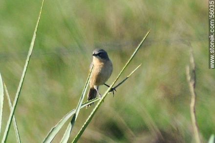 Long-tailed Reed-Finch - Department of Rocha - URUGUAY. Photo #56035