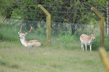 Deers - Fauna - MORE IMAGES. Photo #47161