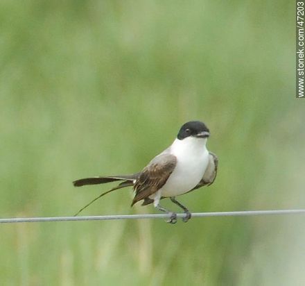 Tijereta - Fauna - IMÁGENES VARIAS. Foto No. 47203