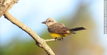 Tropical Kingbird - Department of Maldonado - URUGUAY. Photo #47454