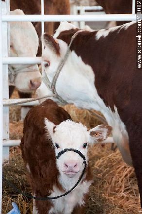 Hereford calf with his mother - Department of Montevideo - URUGUAY. Photo #48082