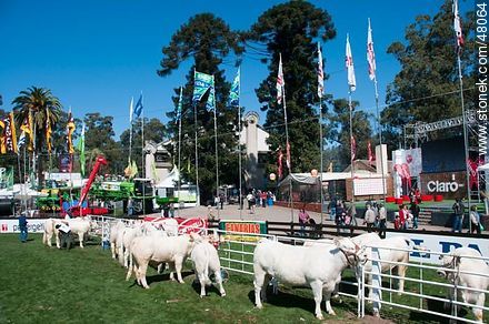 Exhibition of Charolais cattle - Department of Montevideo - URUGUAY. Photo #48064