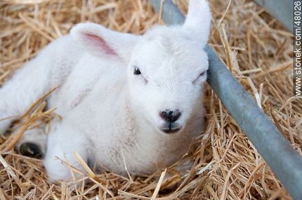 Texel P.O. lamb - Fauna - MORE IMAGES. Photo #48026
