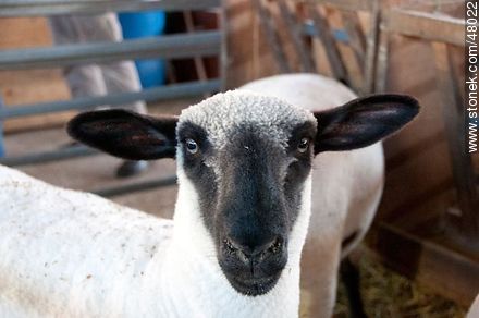 Hampshire Down P.O. sheep - Fauna - MORE IMAGES. Photo #48022