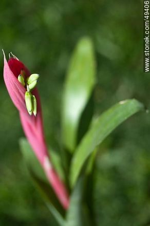 Bromelia flower - Flora - MORE IMAGES. Photo #49406