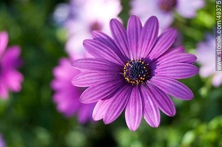 Osteospermum fruticosum - Flora - MORE IMAGES. Photo #49375