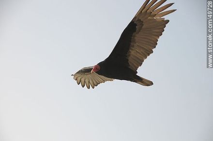 Flying turkey vulture  - Chile - Others in SOUTH AMERICA. Photo #49728