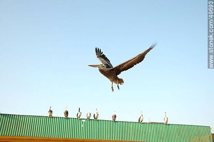 Row of pelicans - Chile - Others in SOUTH AMERICA. Photo #49693