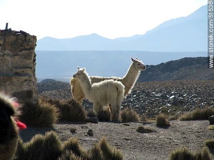 Llamas in Parinacota village - Chile - Others in SOUTH AMERICA. Photo #51536