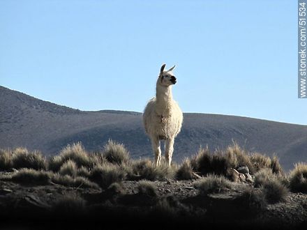 Llama en Parinacota - Chile - Otros AMÉRICA del SUR. Foto No. 51534